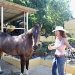 Horse Training Rincon PR